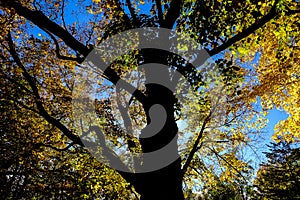 Silhouette tree in autumn