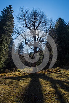 Silhouette of a tree in the Autumn.