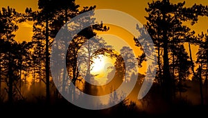 Silhouette of tree back lit by vibrant sunset in nature generated by AI