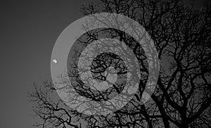 silhouette of a tree on a background of the moon black and white