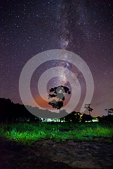 Silhouette of tree and beautiful milkyway on a night sky