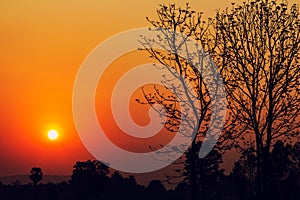 Silhouette of tree at beautiful sunrise