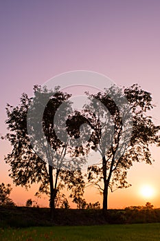 Silhouette of tree with beautiful sunset over the rice fields in the evening holiday in the countryside of Thailand.