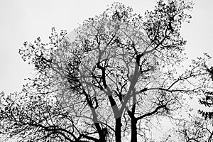 Silhouette of a tree with birds
