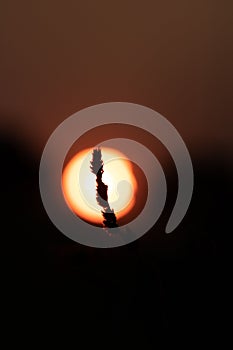 Silhouette of a tree branch against a vivid sky of the bright orange sun