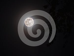 Silhouette of tree branches against the supermoon