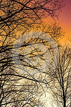 Silhouette of tree branches with colorful sunset sky.