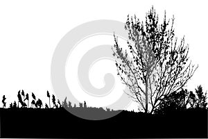 Silhouette of tree with branches and grass, winter scenery