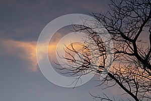 Silhouette Tree branches with sunset sky