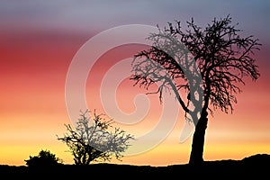 Silhouette of tree with branches, sunset or sunrise scenery