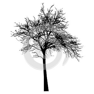 Silhouette of tree with branches, winter scenery