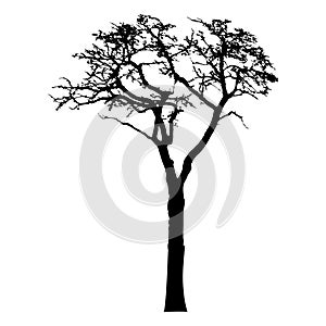 Silhouette of tree with branches, winter scenery