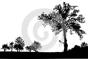 Silhouette of tree with branches, winter scenery