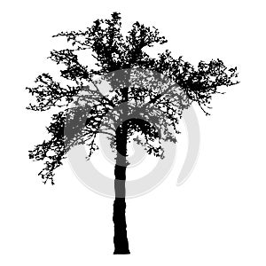 Silhouette of tree with branches, winter scenery