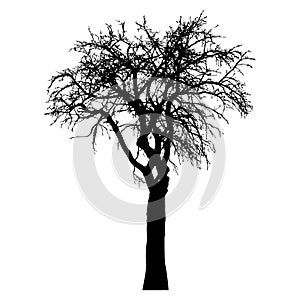 Silhouette of tree with branches, winter scenery