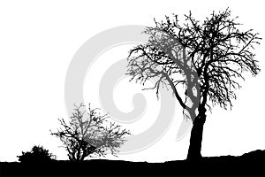 Silhouette of tree with branches, winter scenery