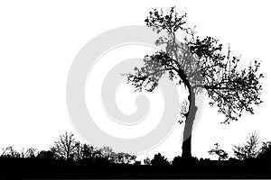 Silhouette of tree with branches, winter scenery