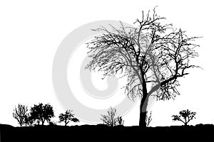 Silhouette of tree with branches, winter scenery