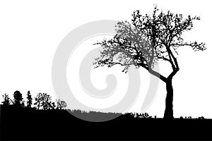 Silhouette of tree with branches, winter scenery