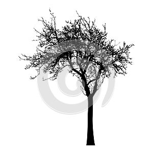 Silhouette of tree with branches, winter scenery