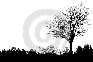 Silhouette of tree with branches, winter scenery