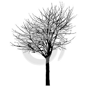 Silhouette of tree with branches, winter scenery