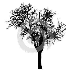 Silhouette of tree with branches, winter scenery vector