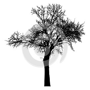 Silhouette of tree with branches, winter scenery vector