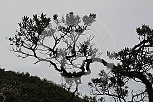 Silhouette of a tree from the Brazilian cerrado, contrasting with the sky in the background.