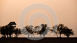 Silhouette of tree, bush with bare branches. Winter scenery tree