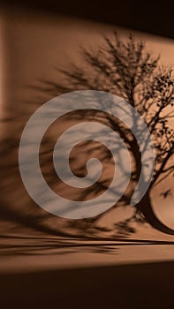 Silhouette of Tree Casting Shadows on Wall at Sunset