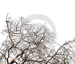 Silhouette tree dead branches over white color for Halloween background