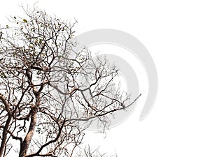 Silhouette tree dead branches over white color for Halloween background