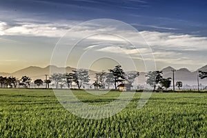 Silhouette of tree in the edge of vast rice field