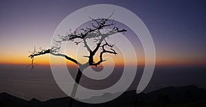 Silhouette of a tree facing the cantabrian sea