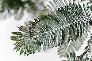 Silhouette of tree fern against white sky