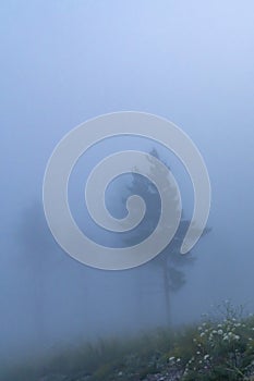 the silhouette of a tree in the fog in the early morning in the forest before dawn. mystical light and a light gloomy