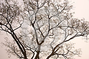 The silhouette of the tree in fog morning