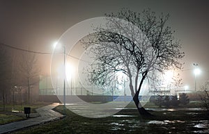 Silhouette of a tree without foliage against a background of fog