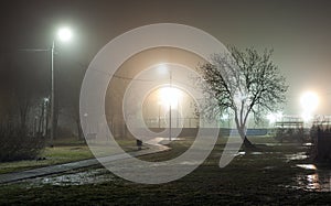 Silhouette of a tree without foliage against a background of fog