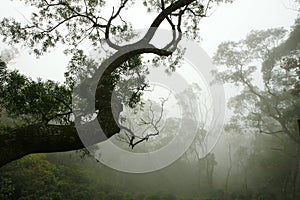 Silhouette of Tree in the Forest Mist