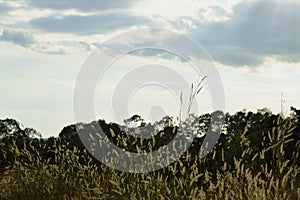 Silhouette tree and grass flower blowing from wind on Khao Lon mountain in Thailand