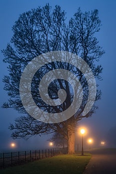 Silhouette of tree illuminated by street lamps in thick fog at night, Phoenix Park, Dublin