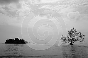 Silhouette of tree and island on the seascape in black and white.