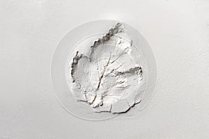 Silhouette of tree leaf printed on white powder