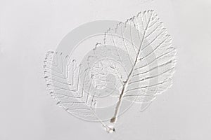 Silhouette of tree leaf printed on white powder