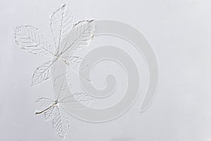 Silhouette of tree leaf printed on white powder