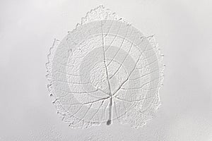 Silhouette of tree leaf printed on white powder