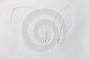 Silhouette of tree leaf printed on white powder