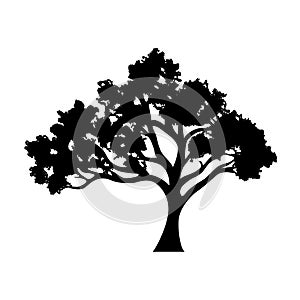 Silhouette of tree with leaves